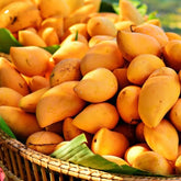 Export Quality Chaunsa