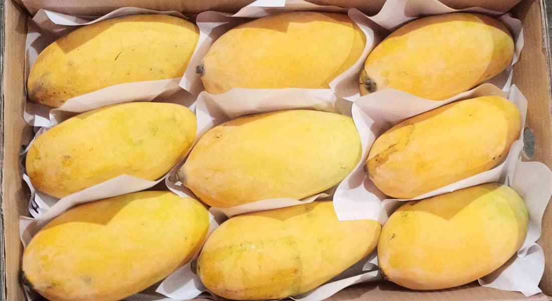 Sindhri Mango Premium Quality